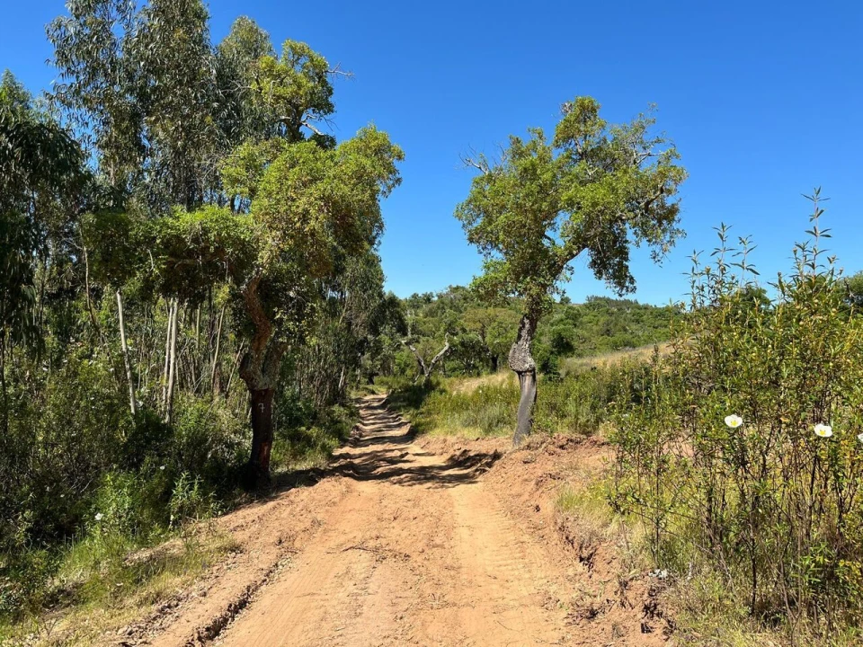Terreno para Venda em Santiago do Cacém, Santa Cruz e São Bartolomeu da Serra Foto 22