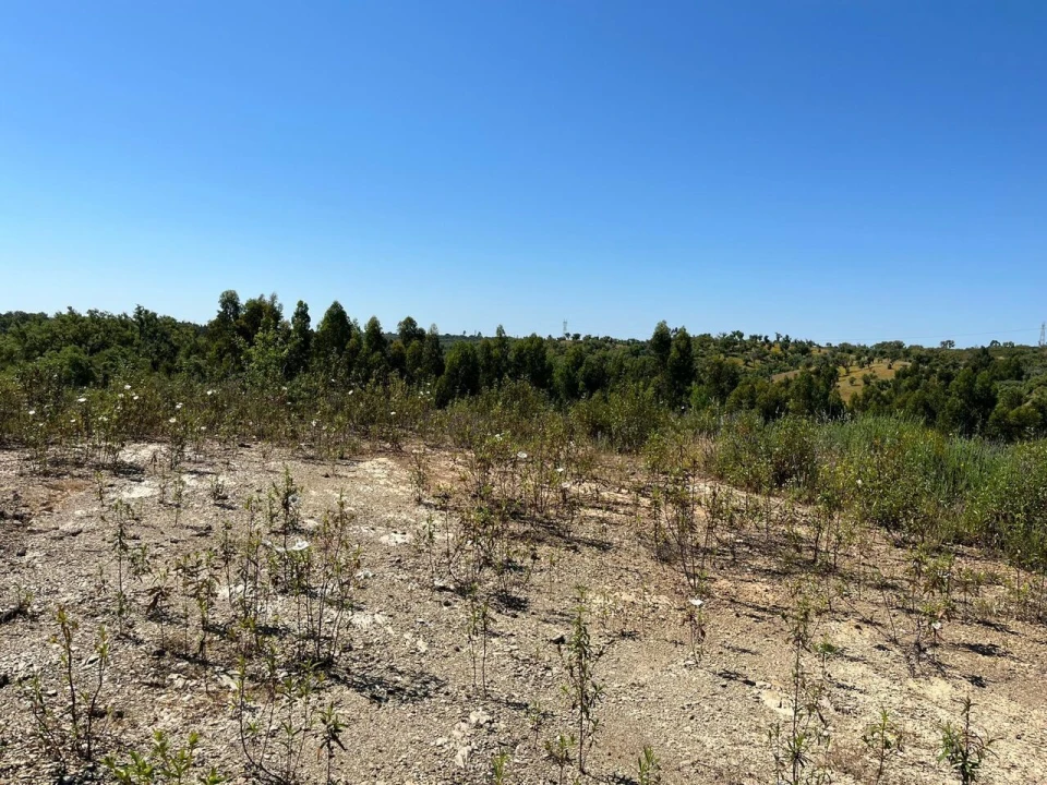 Terreno para Venda em Santiago do Cacém, Santa Cruz e São Bartolomeu da Serra Foto 25