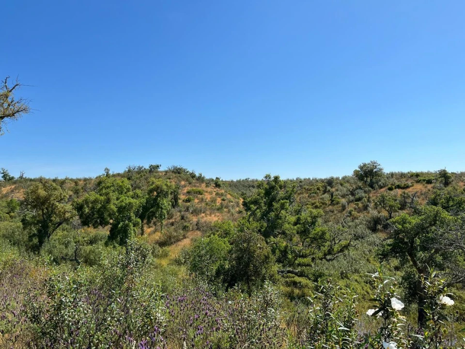 Terreno para Venda em Santiago do Cacém, Santa Cruz e São Bartolomeu da Serra Foto 27