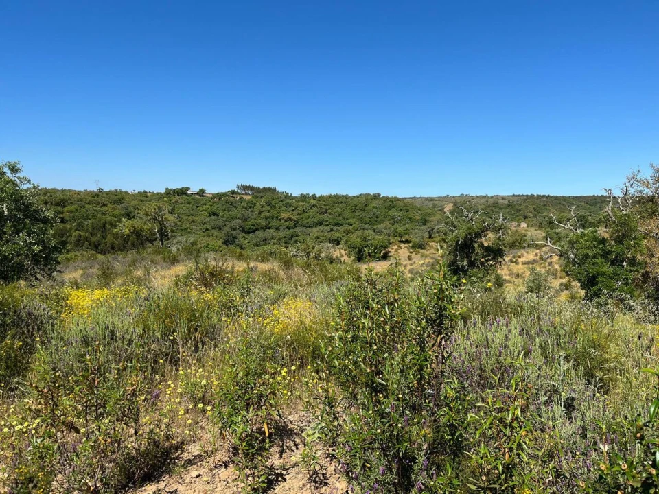 Terreno para Venda em Santiago do Cacém, Santa Cruz e São Bartolomeu da Serra Foto 28