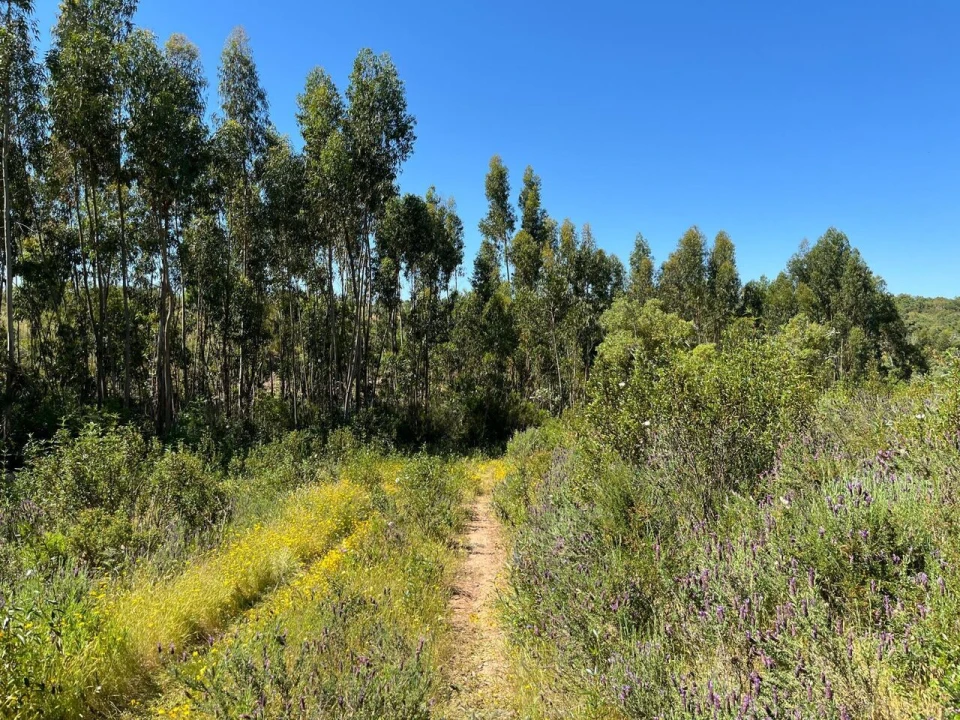 Terreno para Venda em Santiago do Cacém, Santa Cruz e São Bartolomeu da Serra Foto 29