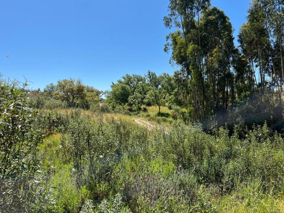 Terreno para Venda em Santiago do Cacém, Santa Cruz e São Bartolomeu da Serra Foto 30