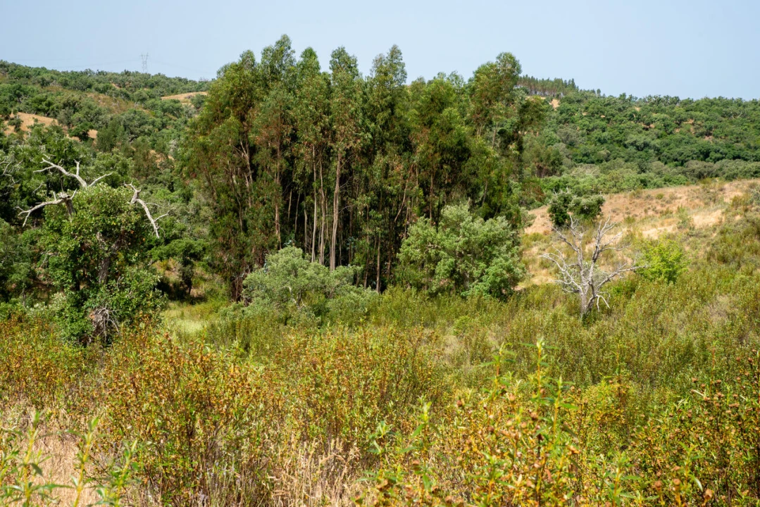 Terreno para Venda em Santiago do Cacém, Santa Cruz e São Bartolomeu da Serra Foto 31