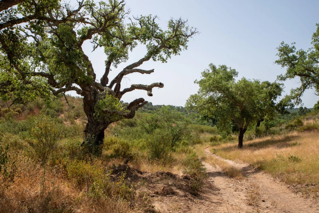 Terreno para Venda em Santiago do Cacém, Santa Cruz e São Bartolomeu da Serra Foto 18