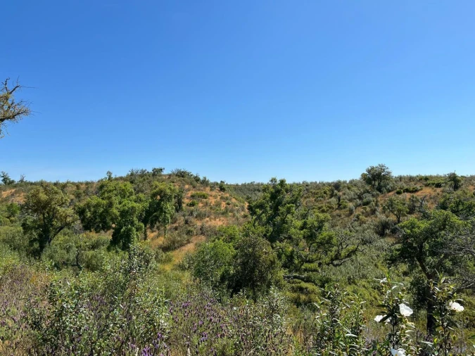 Terreno para Venda em Santiago do Cacém, Santa Cruz e São Bartolomeu da Serra Foto 27
