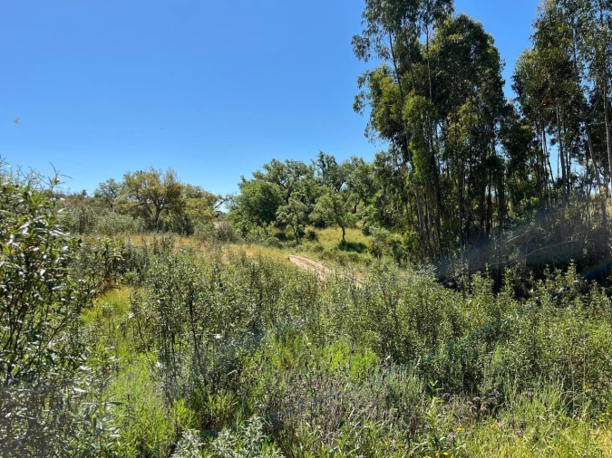 Terreno para Venda em Santiago do Cacém, Santa Cruz e São Bartolomeu da Serra Foto 30