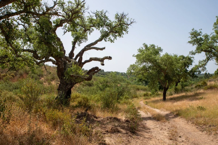 Terreno para Venda em Santiago do Cacém, Santa Cruz e São Bartolomeu da Serra Foto 18