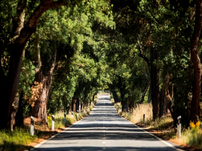 Moradia T2 para Venda em Grândola e Santa Margarida da Serra Foto 11