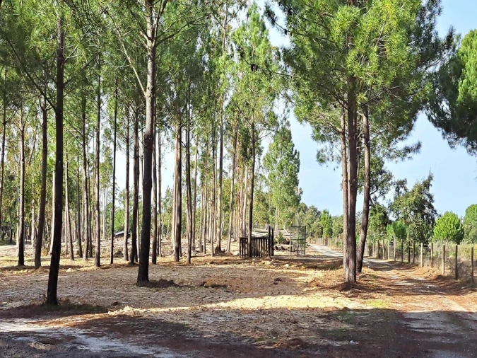 Moradia T2 para Venda em Grândola e Santa Margarida da Serra Foto 12