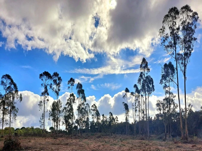 Moradia T2 para Venda em Grândola e Santa Margarida da Serra Foto 24