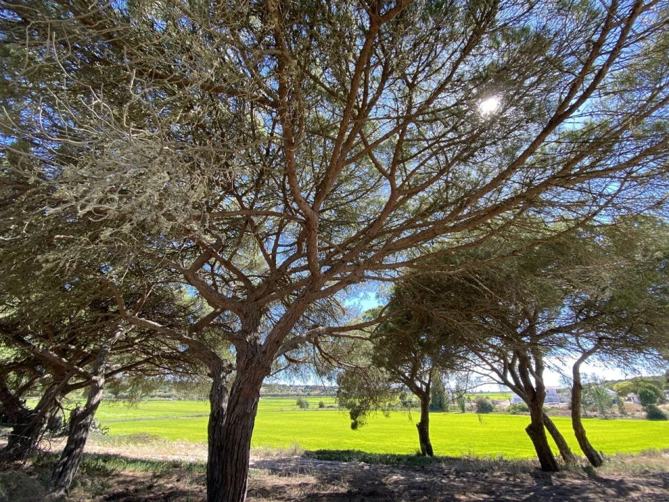 Terreno para Venda em Santa Maria do Castelo e Santiago e Santa Susana Foto 15