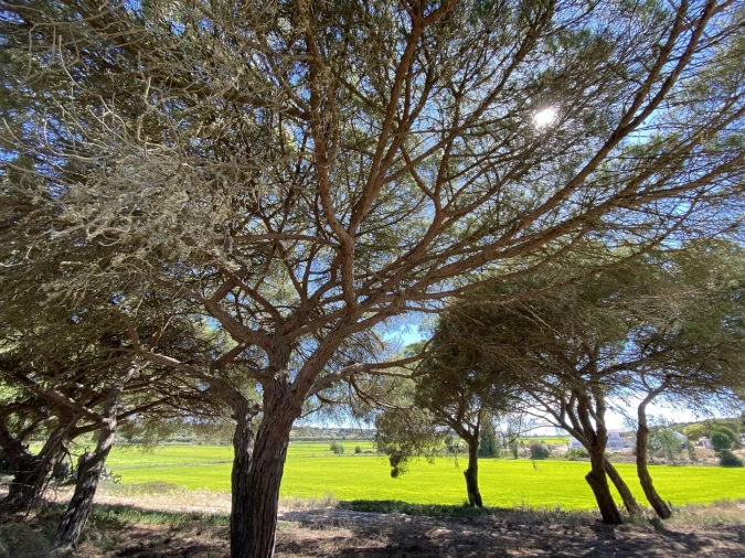 Terreno para Venda em Santa Maria do Castelo e Santiago e Santa Susana Foto 15
