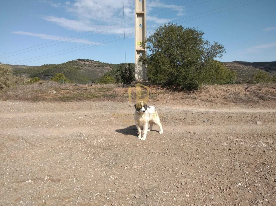 Quinta T0 para Venda em Alcoutim e Pereiro Foto 15