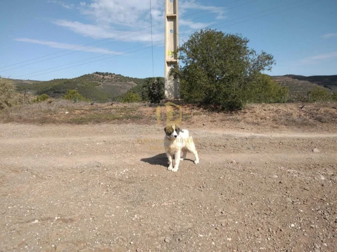 Quinta T0 para Venda em Alcoutim e Pereiro Foto 15