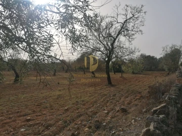 Terreno para Venda em Conceição e Estoi
