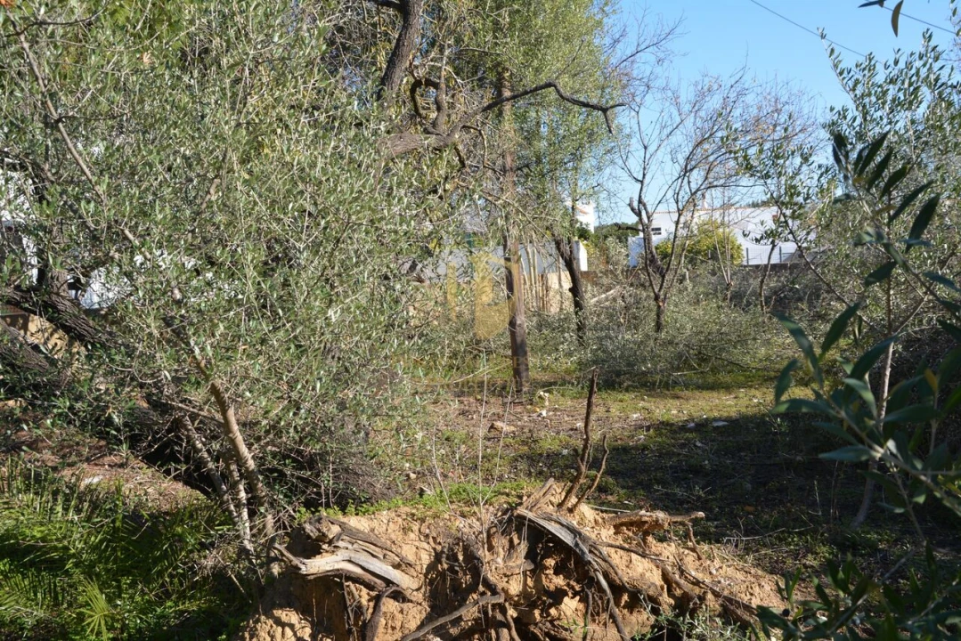 Terreno para Venda em Moncarapacho e Fuseta Foto 29