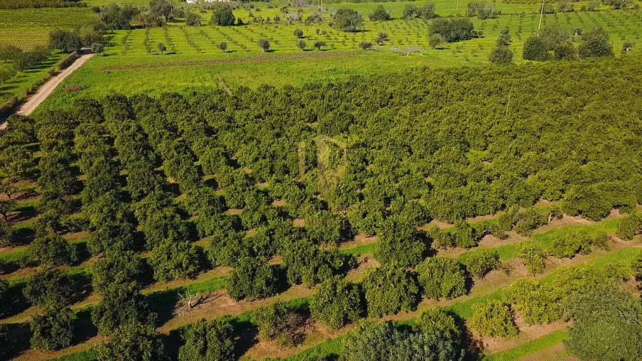 Quinta T6 para Venda em Tavira (Santa Maria e Santiago) Foto 43