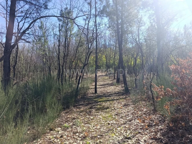 Terreno para Venda em Belmonte e Colmeal da Torre Foto 9
