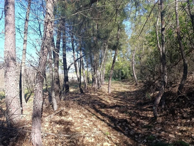 Terreno para Venda em Belmonte e Colmeal da Torre Foto 7