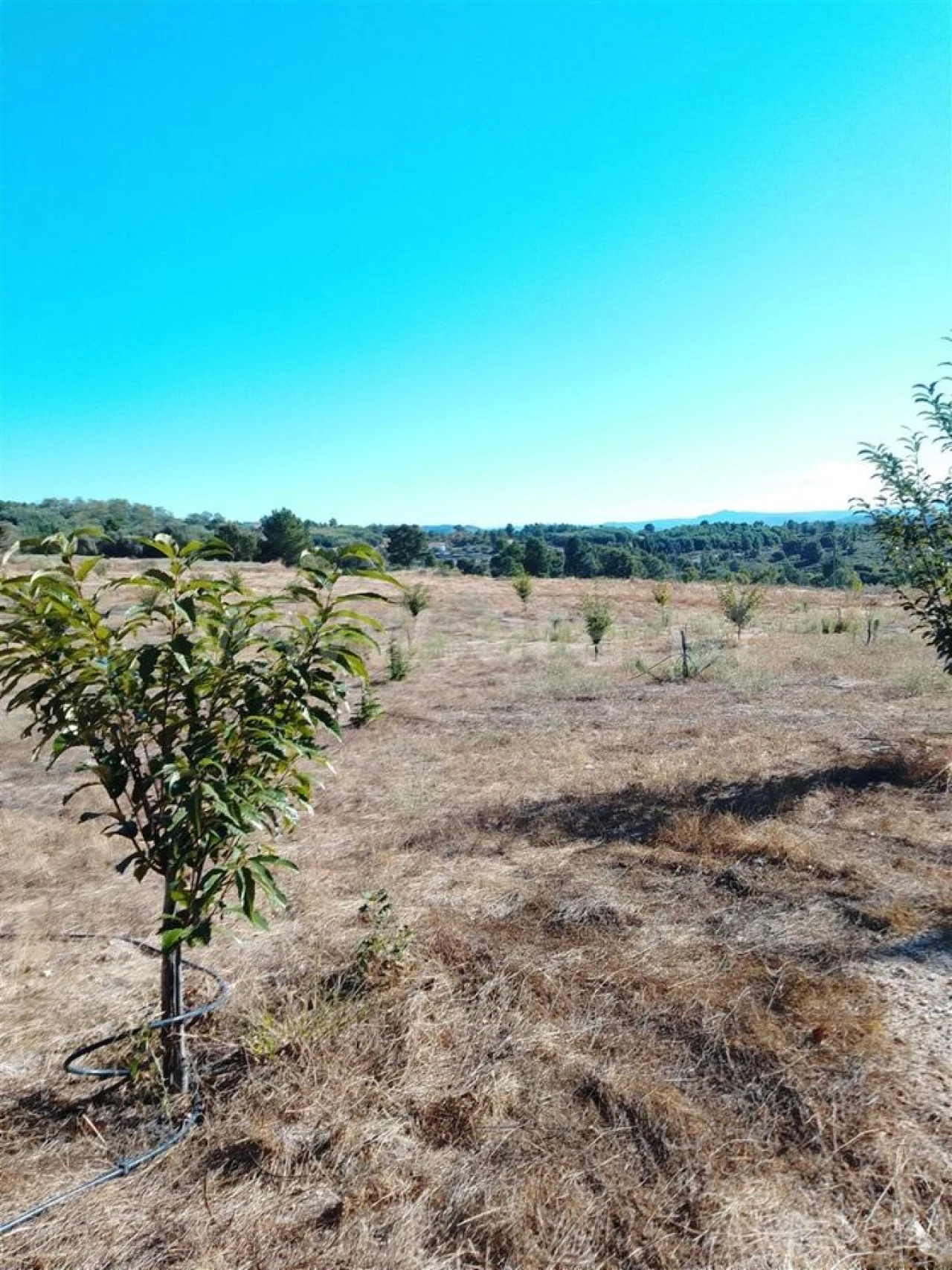 Quinta T3 para Venda em Teixoso e Sarzedo Foto 14