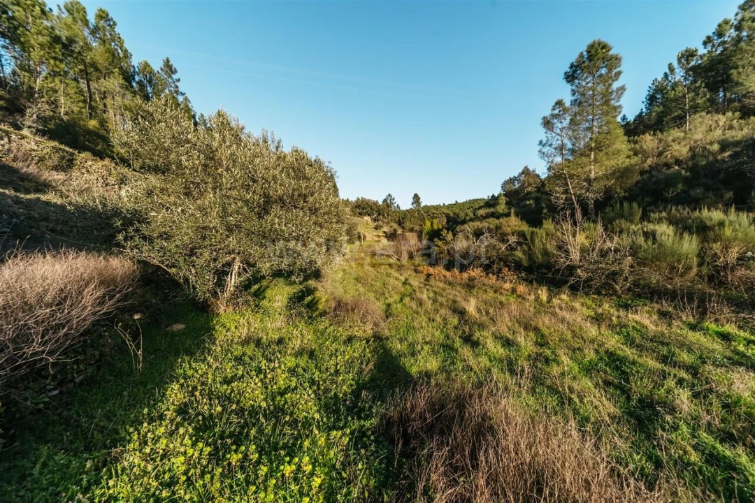 Terreno para Venda em Casegas e Ourondo Foto 14