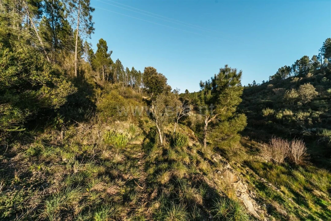 Terreno para Venda em Casegas e Ourondo Foto 13