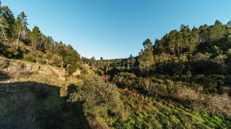 Terreno para Venda em Casegas e Ourondo