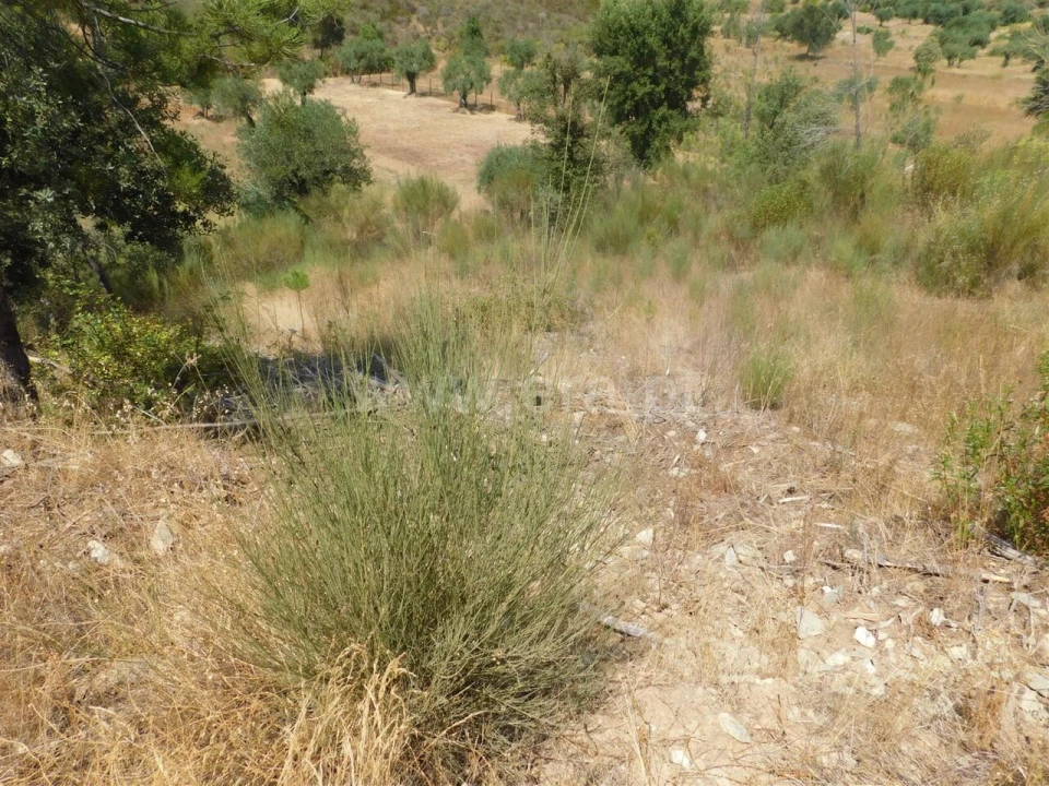 Terreno para Venda em Barco e Coutada Foto 7