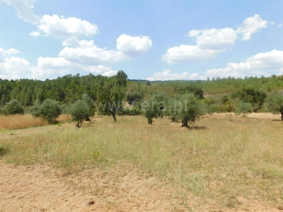 Terreno para Venda em Barco e Coutada Foto 5