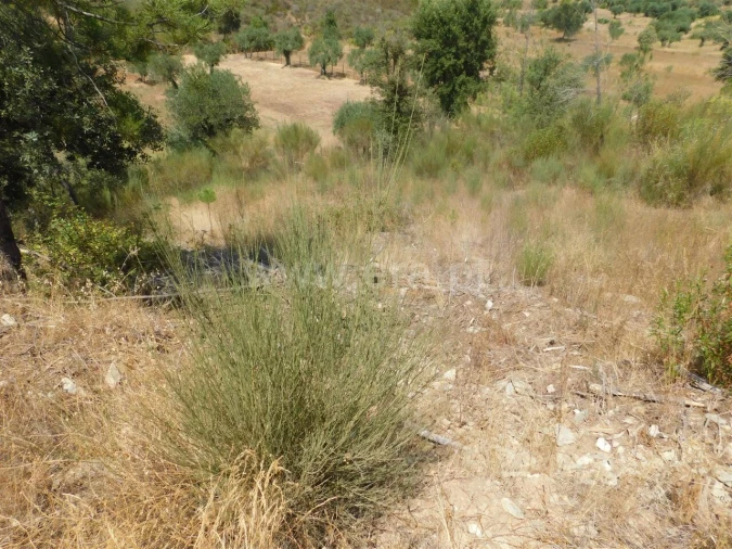 Terreno para Venda em Barco e Coutada Foto 7
