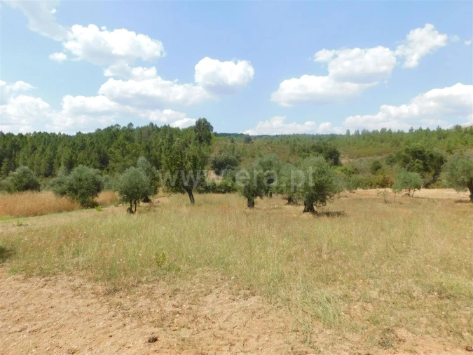 Terreno para Venda em Barco e Coutada Foto 5