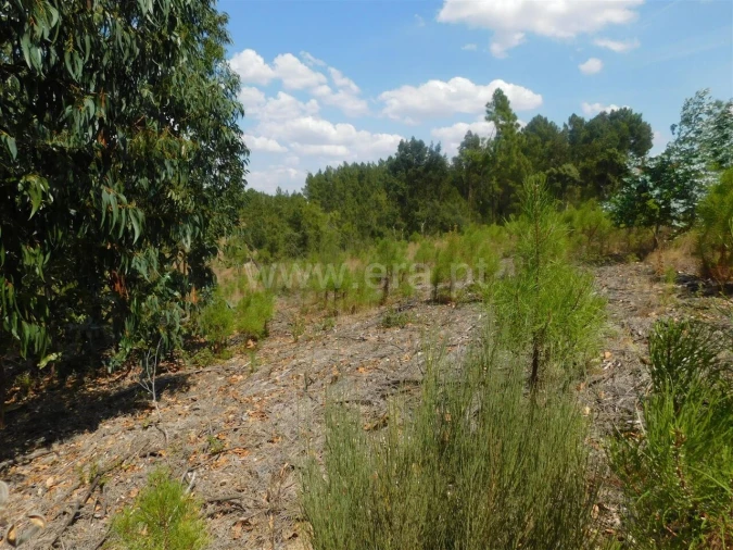 Terreno para Venda em Barco e Coutada Foto 9