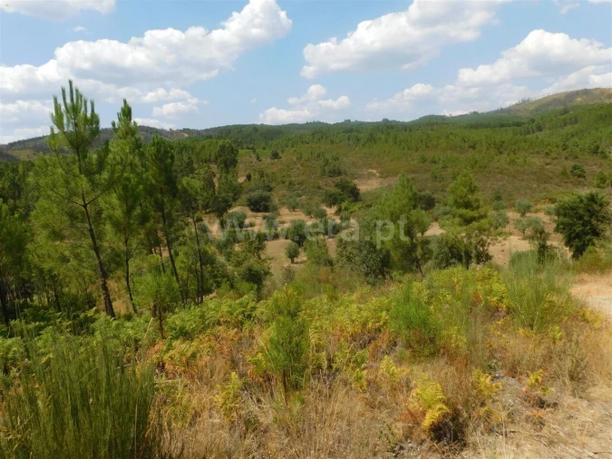 Terreno para Venda em Barco e Coutada Foto 3