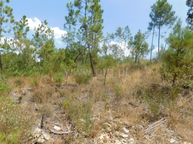 Terreno para Venda em Barco e Coutada Foto 8