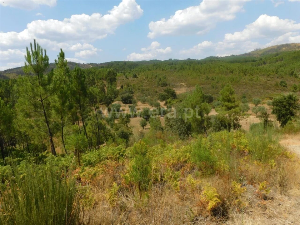 Terreno para Venda em Barco e Coutada Foto 3