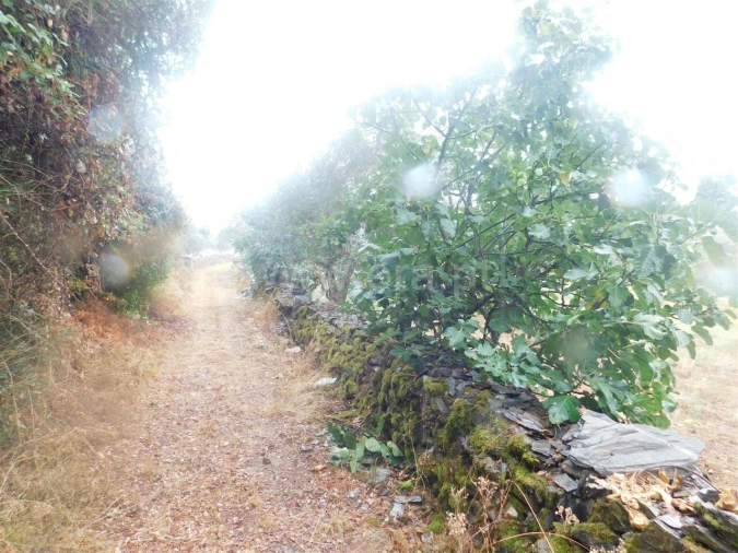 Terreno para Venda em Casegas e Ourondo Foto 4