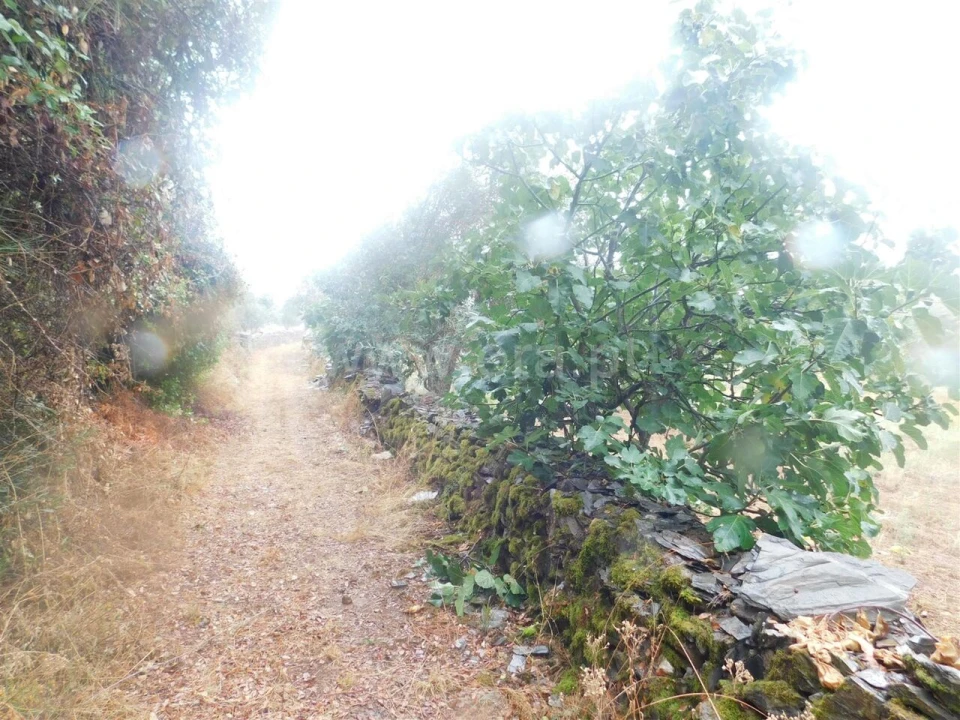 Terreno para Venda em Casegas e Ourondo Foto 4