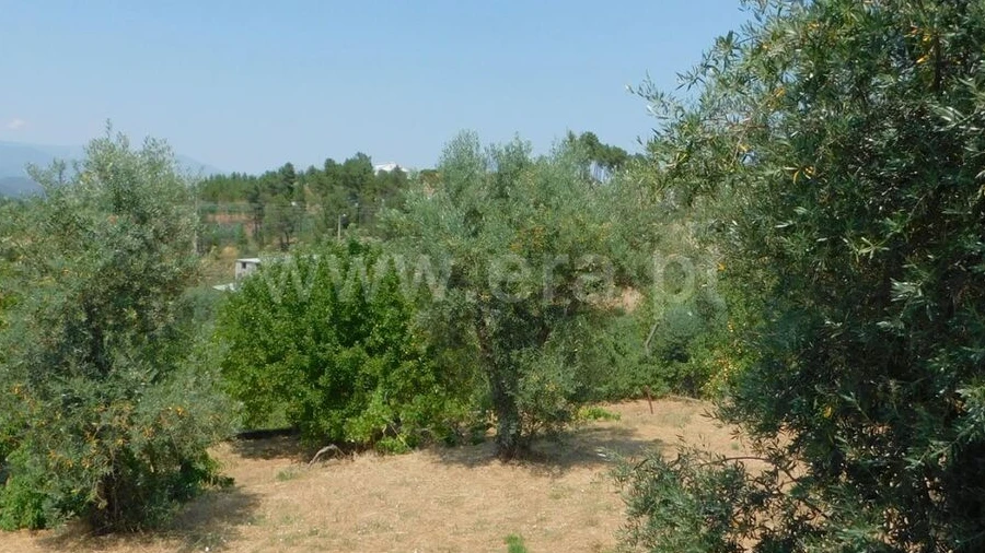 Terreno para Venda em Casegas e Ourondo