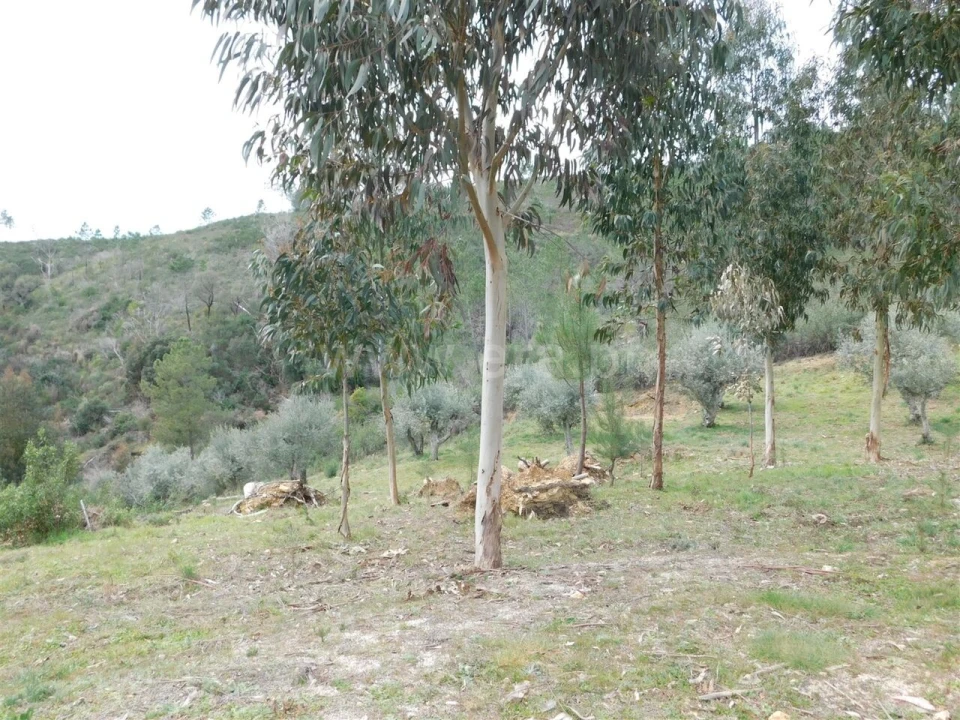 Quinta T0 para Venda em Barco e Coutada Foto 4