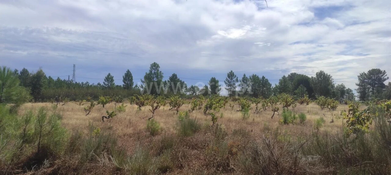 Terreno para Venda em Vale de Prazeres e Mata da Rainha Foto 2