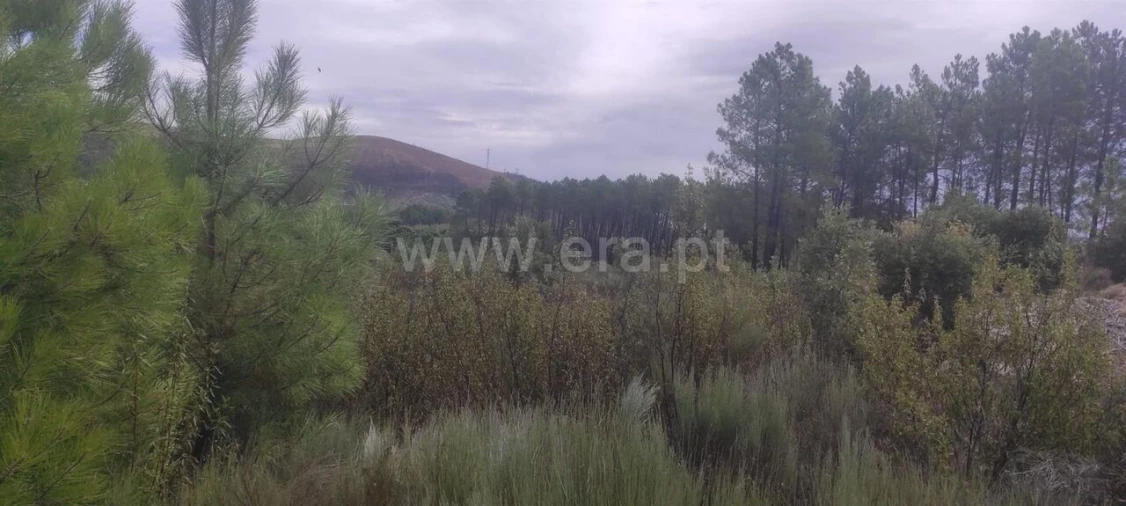 Terreno para Venda em Vale de Prazeres e Mata da Rainha Foto 8