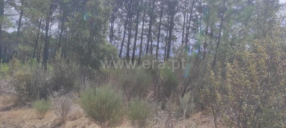 Terreno para Venda em Vale de Prazeres e Mata da Rainha Foto 6