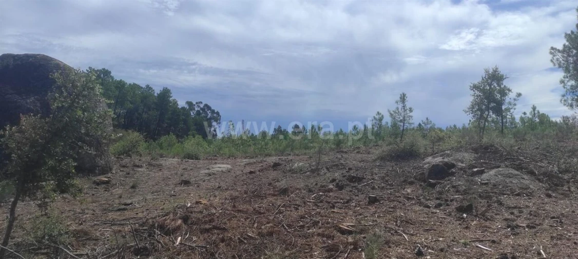 Terreno para Venda em Vale de Prazeres e Mata da Rainha Foto 2