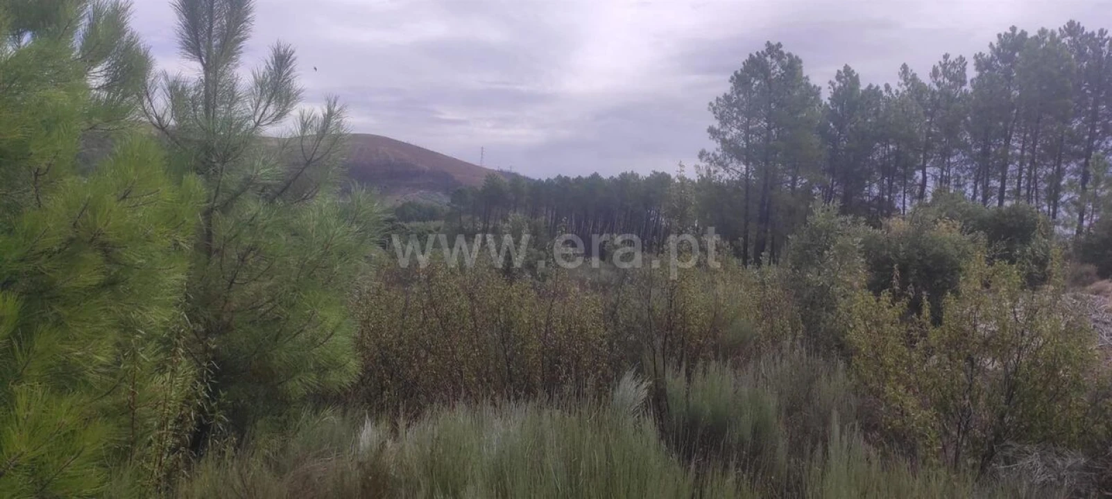 Terreno para Venda em Vale de Prazeres e Mata da Rainha Foto 8