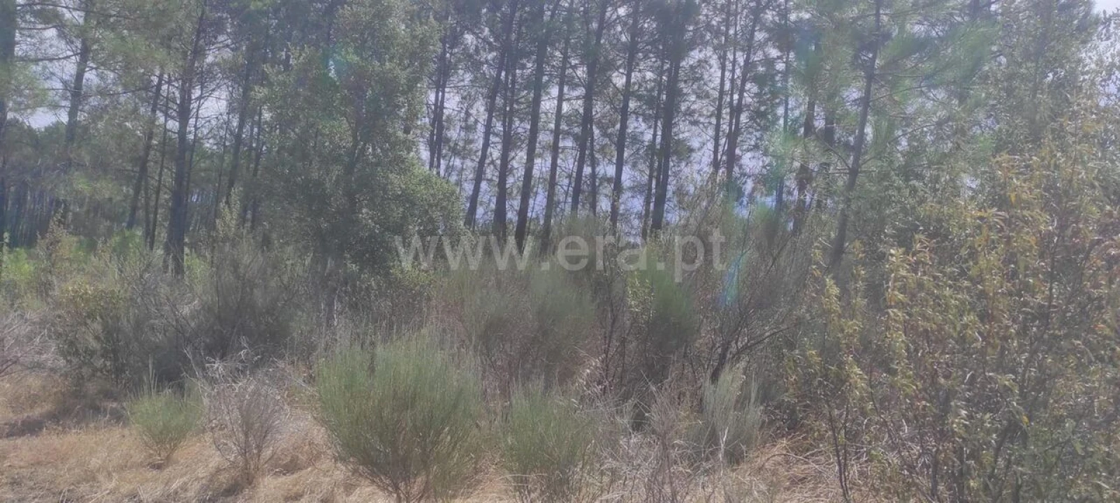 Terreno para Venda em Vale de Prazeres e Mata da Rainha Foto 6