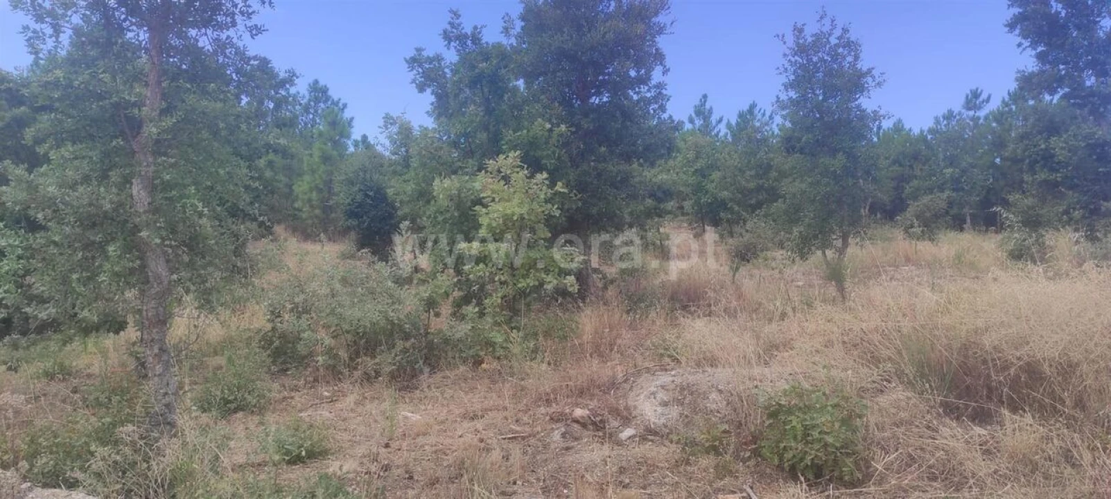Terreno para Venda em Vale de Prazeres e Mata da Rainha Foto 9