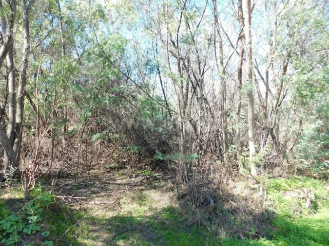 Quinta T0 para Venda em Vale de Prazeres e Mata da Rainha Foto 2