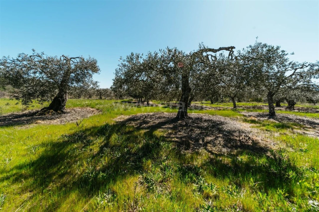 Quinta T1 para Venda em Vale de Prazeres e Mata da Rainha Foto 12
