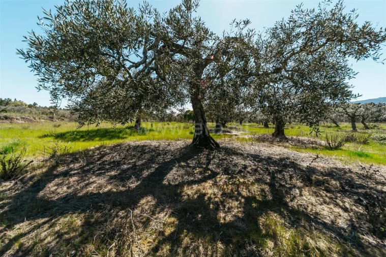 Quinta T1 para Venda em Vale de Prazeres e Mata da Rainha Foto 9