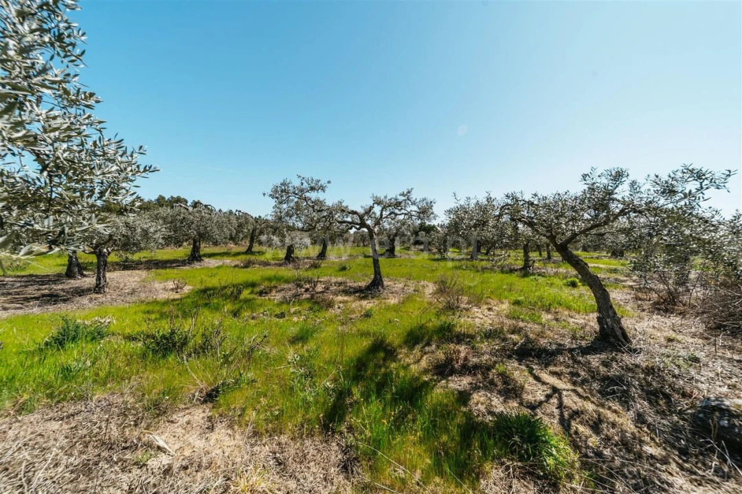 Quinta T1 para Venda em Vale de Prazeres e Mata da Rainha Foto 11